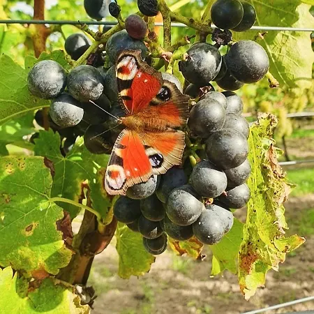 Maro Winnica