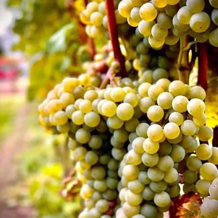 Apartament Maro Winnica Trzebun (Koscierzyna)