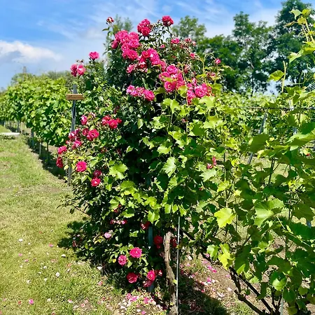 Apartament Maro Winnica Trzebun (Koscierzyna)