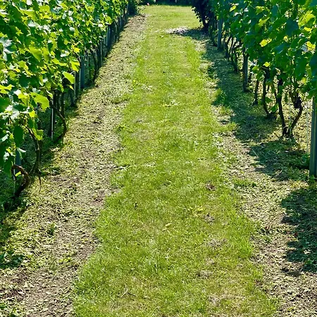 Апартаменти Maro Winnica
