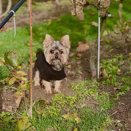 Maro Winnica * Trzebun (Koscierzyna)