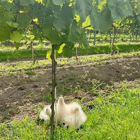 Maro Winnica Apartament Trzebun (Koscierzyna)