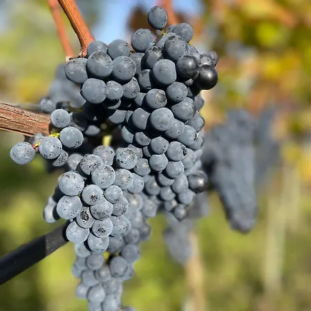 Apartament Maro Winnica *