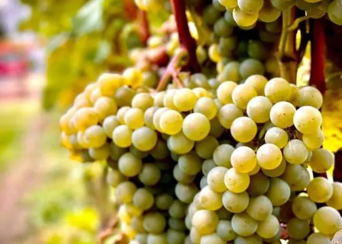 Διαμέρισμα Maro Winnica Trzebun (Koscierzyna)