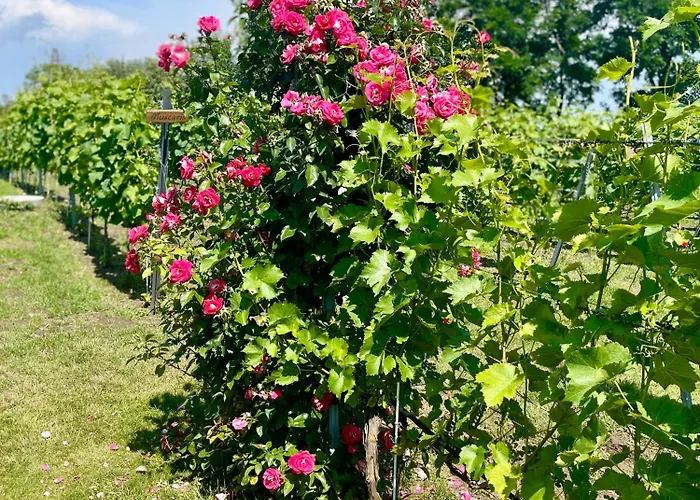 Διαμέρισμα Maro Winnica Trzebun (Koscierzyna)
