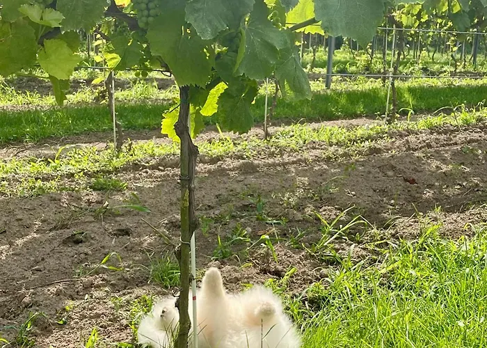 Maro Winnica Διαμέρισμα Trzebun (Koscierzyna)