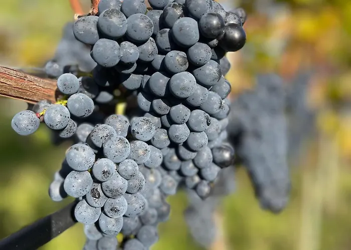 Διαμέρισμα Maro Winnica *